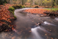 Herbst im Silberbachtal