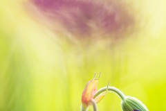 Geranium in Pastel