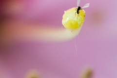 Fliege auf Blütennabe