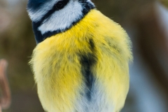 Kecke Blaumeise