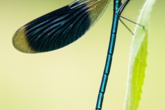 Prachtlibelle von ihrer Schokoladenseite