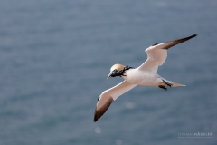 basstoelpel-helgoland-voegel-7
