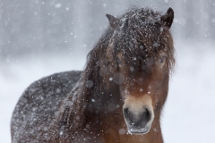 exmoorpony-wistinghausersenne-winter-schnee-2