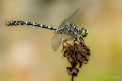 kleine-zangenlibelle-suedschweden