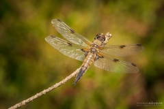 libelle-vierfleck