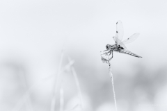 natur-schwarzweiß-06-16-2