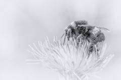 natur-schwarzweiß-08-14