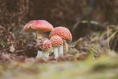 pilz-fliegenpilz-gruppe