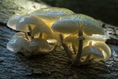 pilz-schleimruebling-gruppe-dunkel