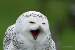 schneeeule-tierpark-sababurg