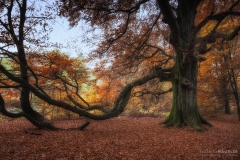 urwald sababurg-alte baeume-herbst