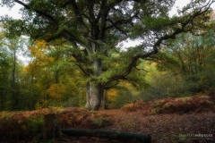 urwald sababurg-eiche-rappeiche-herbst