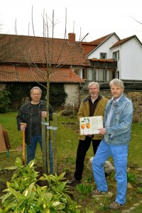 Museumswart Helbig, Th. Schubert und Bruno Bolli vor dem frisch gepflanztem Baum