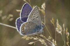 Blauhechelbläuling © Karsten Niehues
