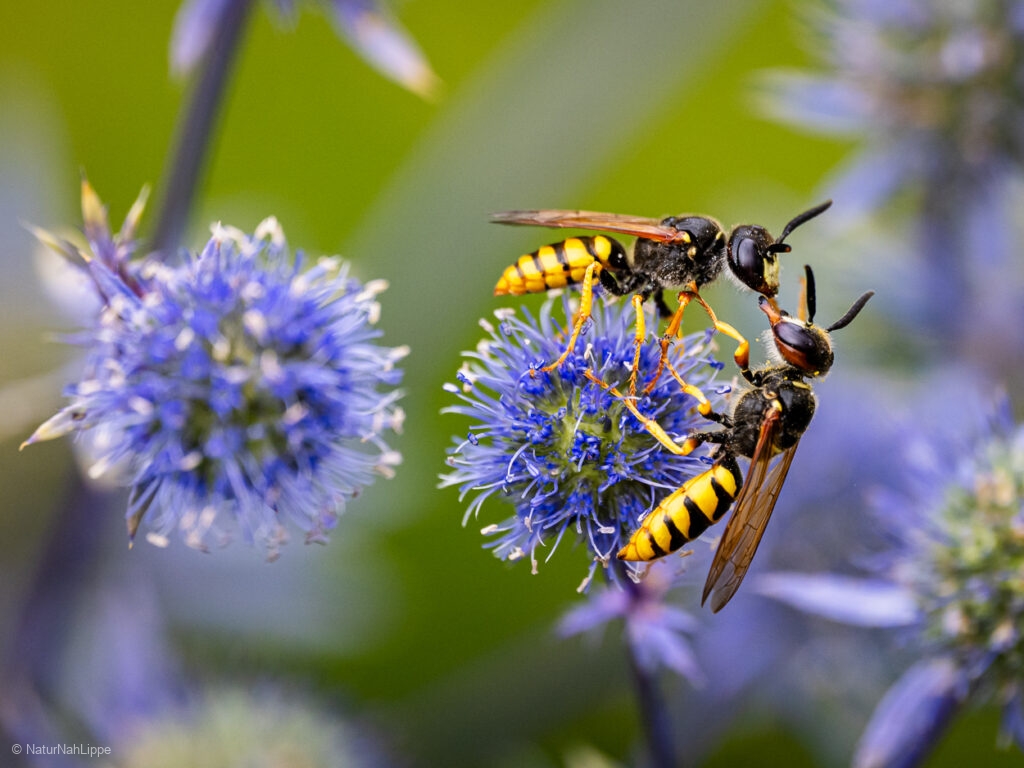 "Küssende Bienenwölfe" © Ute Tegeler