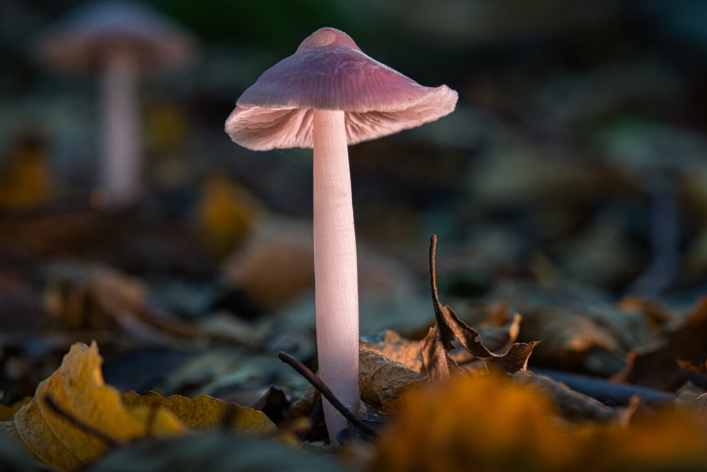 Pilz im Rampenlich © Hubertus Brinkmann