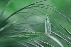 Gemeine oder Grüne Florfliege © Renate Mahnert