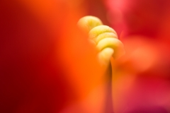 Intimer Einblick in eine Tulpe
