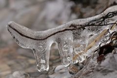 Frozen © Renate Mahnert