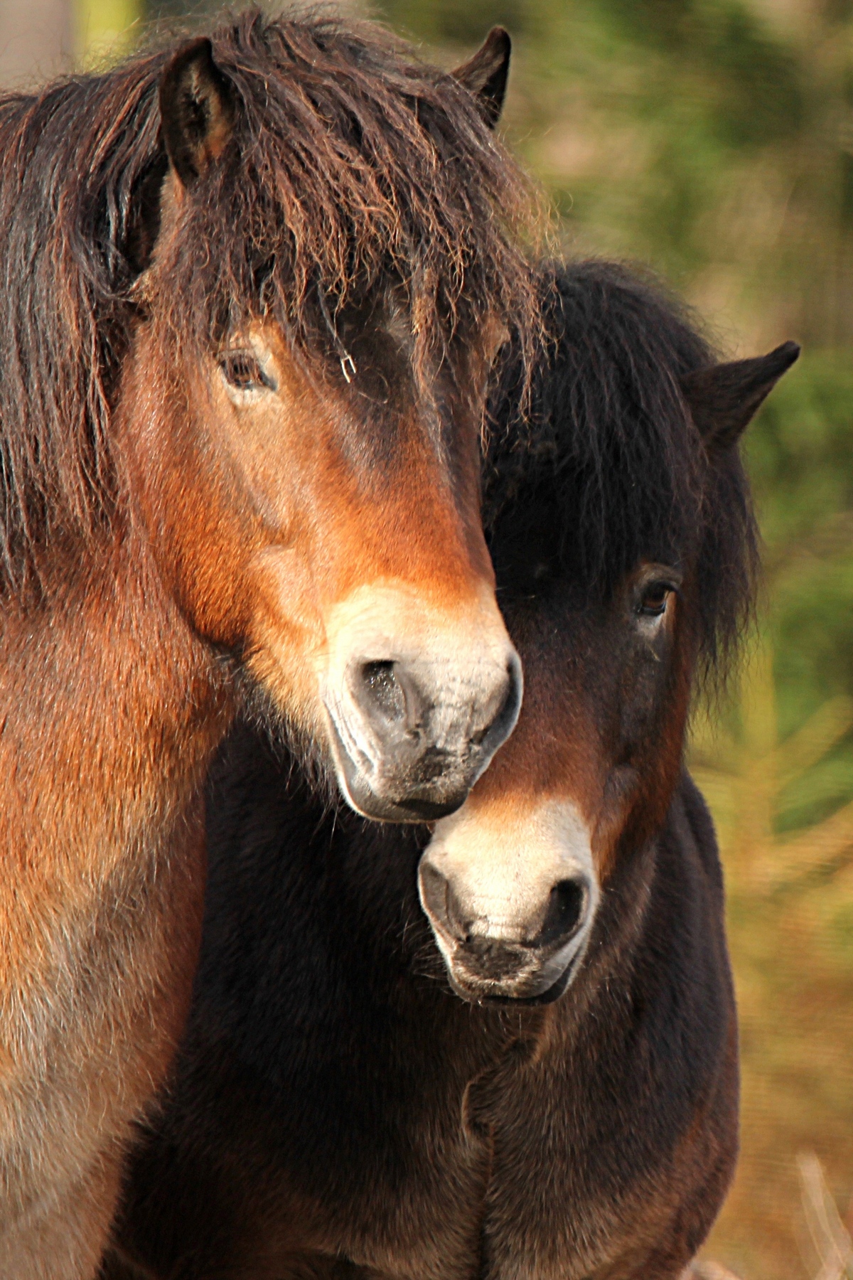 Exmoor-Ponys in der Wistinghauser Senne.- © Renate Mahnert