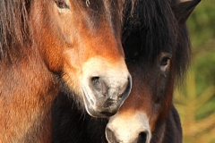 Exmoor-Ponys in der Wistinghauser Senne.- © Renate Mahnert