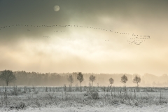 Großes-Torfmoor-im-Winter