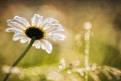 Regen-und-Sonnenschein