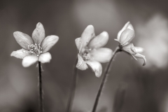 Leberblümchen