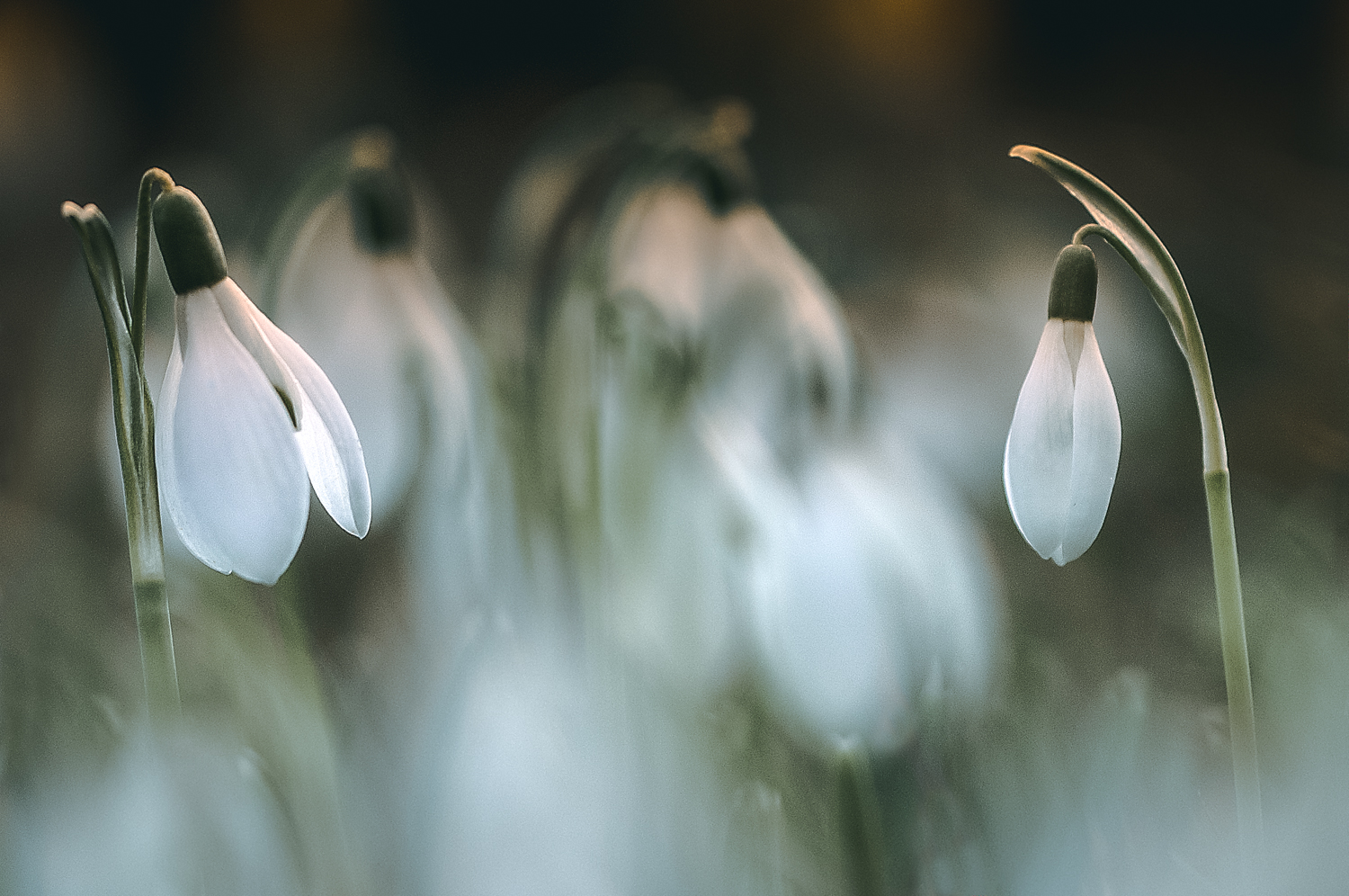 Der Traum von Frühling – © Karsten Höhne