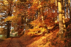 Herbstspaziergang im Passadetal Voßheide © Renate Mahnert