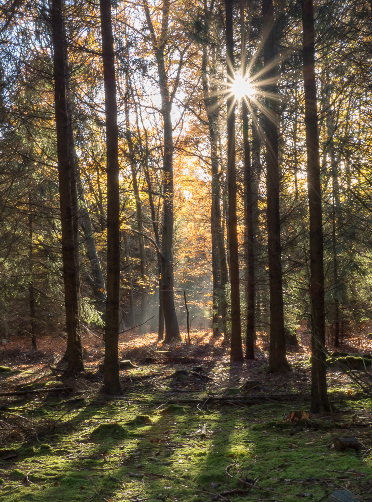Herbststimmung im Pottenhauser Wald © Gerhard Tegeler
